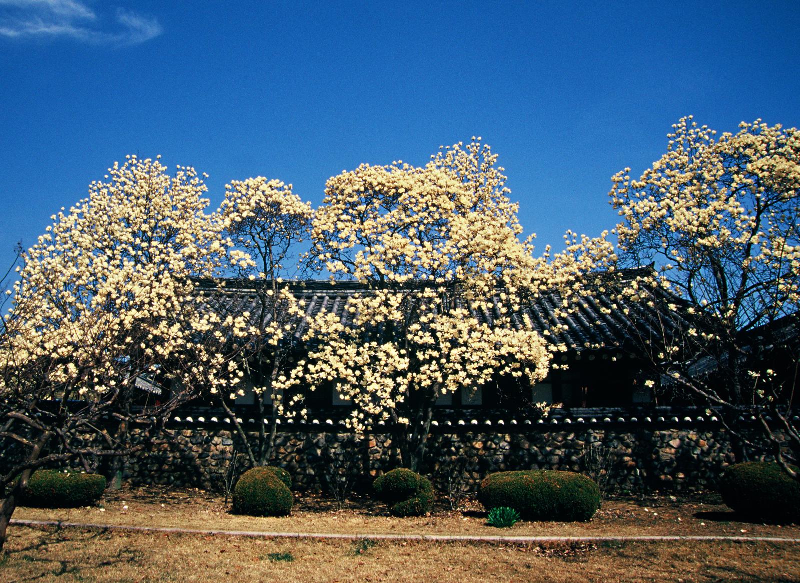 오릉의 봄_김혜순(입선)
